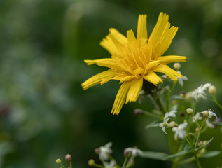 Spotted Hawkweed close-up, yellow flower