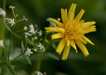 Spotted Hawkweed close-up, yellow flower