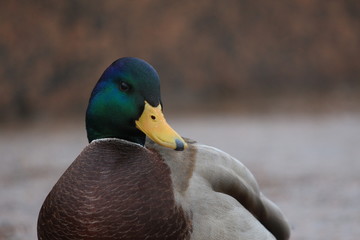  Duck on the granite embankment in winter