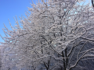 Snow-covered branches of trees