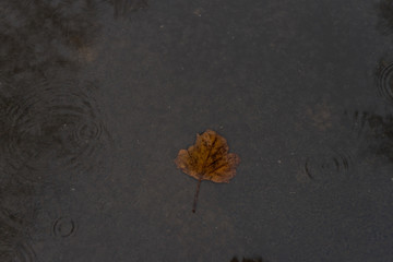 one leaf  floating on puddle 