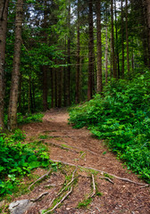 footpath in ancient coniferous forest. lovely nature scenery in summertime