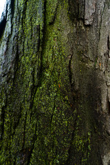 close-up of of trunk