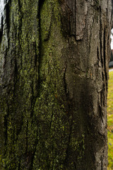 Obraz premium oak close-up