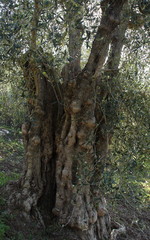Tuscany, ancient olive trees