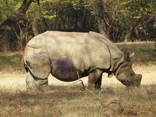 rhino