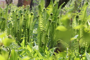 green fern 2