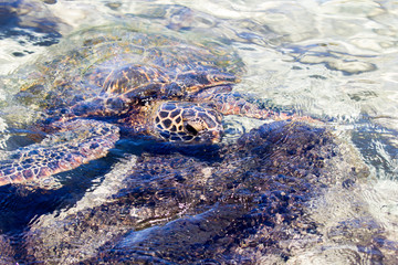 Fototapeta na wymiar Nahaufnahme einer Suppenschildkröte (Chelonia mydas) oder Grünen Meeresschildkröte im flachen Wasser vor Hilo, Big Island, Hawaii, USA.
