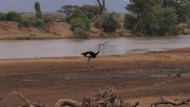 Male Ostrich On the Banks of the Muddy Brown River In Samburu Reserve Kenya, 4K.