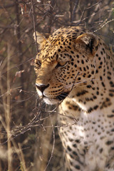 Fototapeta na wymiar Leopard (Panthera pardus) Portrait