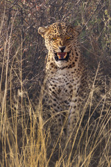 Leopard (Panthera pardus) versteckt sich im Gras