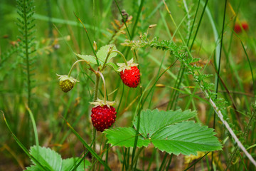 Wild strawberry growing in natural environment. Macro close-up dolly shot.