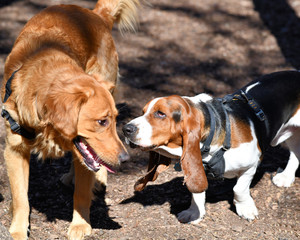 Bassett Hound Playing in the Park