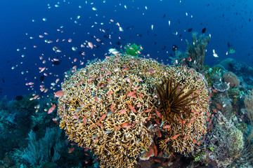 Naklejka na ściany i meble Colorful Fish and Healthy Corals in Alor, Indonesia