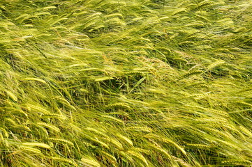 junge hellgrüne Gerstenähren im Frühling 
