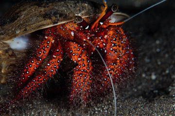 Blue-Spotted Hermit Crab