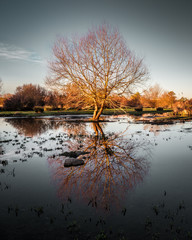 Tree and its reflection in wetland near the Guadiana river