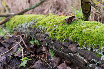 Naklejka na ściany i meble moss on a log
