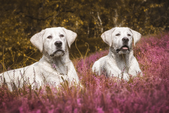 two cute labrador dog puppies on meadow with purple flowers