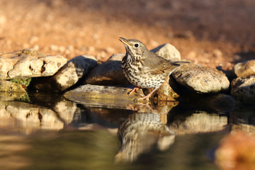 Song thrush - winter migration