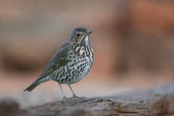 Song thrush - winter migration