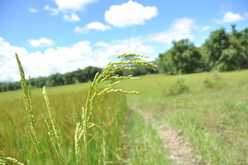 Reisähre