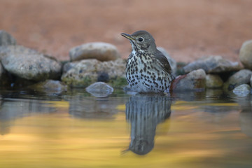 Song thrush - winter migration