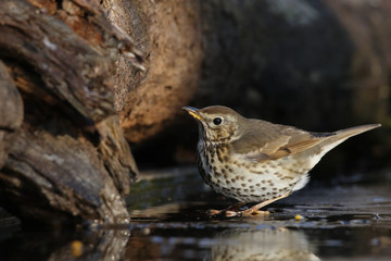 Song thrush - winter migration