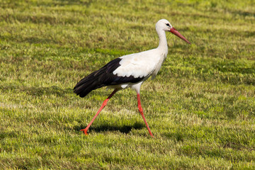 Storch auf abgemähter Wiese