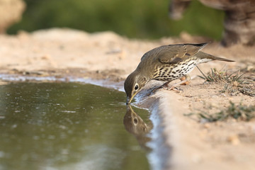 Song thrush - winter migration
