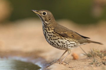 Song thrush - winter migration