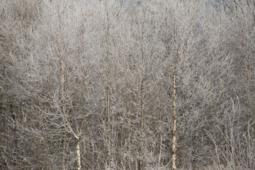 Birch in frost and snow on winter sunny day