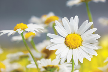 Obraz premium Chamomile among flowers