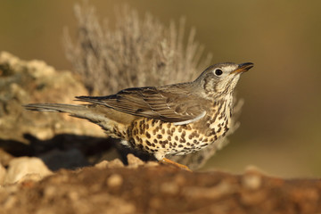 Song thrush - winter migration