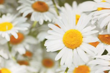 Flowering.  Blooming chamomile field, Chamomile flowers.