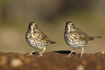 Song thrush - winter migration