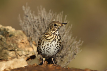 Song thrush - winter migration