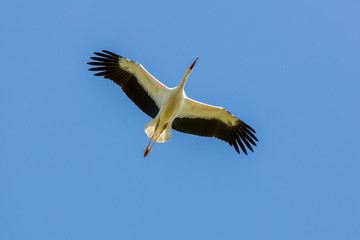 Obraz premium Storch im Flug