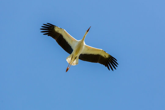Storch im Flug