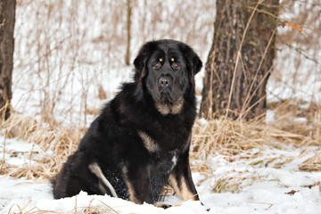 Bitch dog breed Tibetan Mastiff sitting in the snow and dry grass