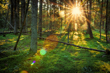 Obraz premium Jasne promienie słoneczne w zielonym wiosennym lesie. Krajobraz porannego lasu o wschodzie słońca. Malownicze tło przyrody. Naturalne lasy
