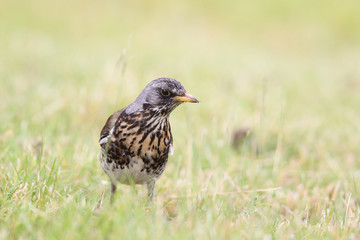 Fieldfare - thrushes