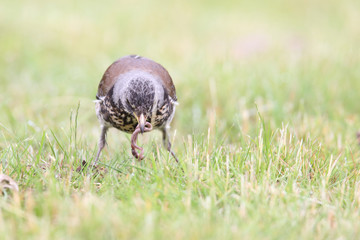 Fieldfare - thrushes