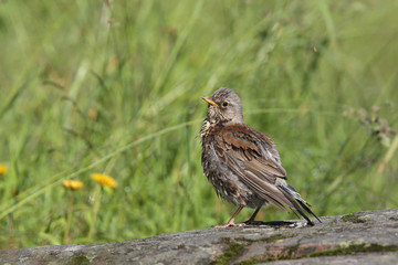 Fieldfare - thrushes