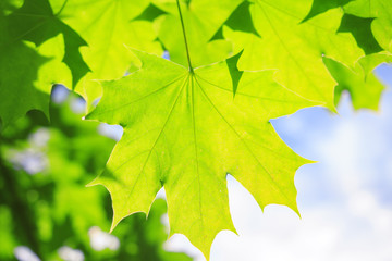 Green leaves on a tree against a blue sky. Summer plant background. Nature.