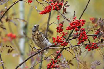 Fieldfare - thrushes