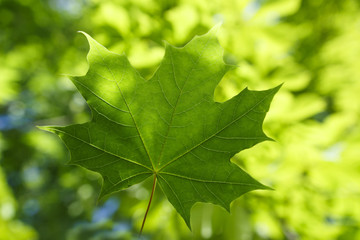 Green leaf. Summer background. Green maple leaf on background of foliage of tree.