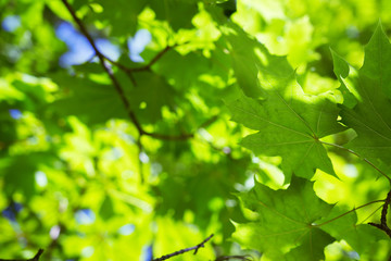 Summer background of green leaves. Natural plant of green foliage on branches of tree.
