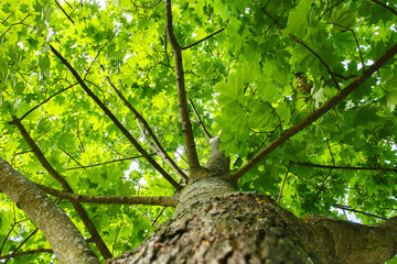 Green summer background. view of green tree from bottom up. Look up under the tree. Trunk, branches and leaves of a tree. Natural plant
