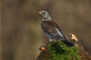 Fieldfare - thrushes